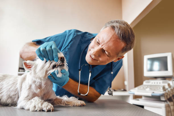 Best Emergency Tooth Extraction in Cordaville, MA